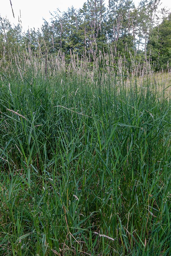 Poaceae ambiente umido montano: Phalaris arundinacea